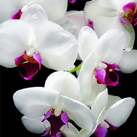 Buy canvas prints of Spray of Orchids by Mary Lane