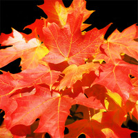 Buy canvas prints of Colorful Maples by Mary Lane