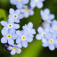Buy canvas prints of Forget-me-nots by Mary Lane