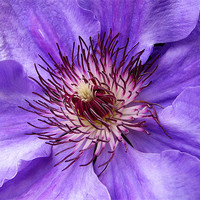 Buy canvas prints of Clematis by Mary Lane