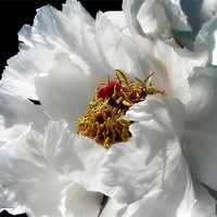 Buy canvas prints of White Peony by Mary Lane