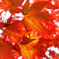 Buy canvas prints of Red Maple by Mary Lane
