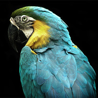 Buy canvas prints of Parrot by Mary Lane