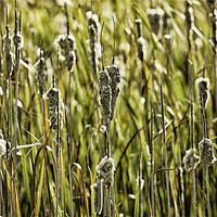 Buy canvas prints of Rushes by Mary Lane