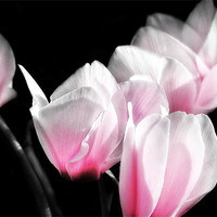 Buy canvas prints of Pink Cyclamen by Mary Lane