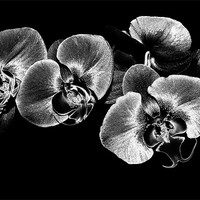 Buy canvas prints of Silver Orchids by Mary Lane