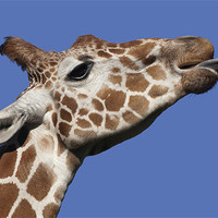 Buy canvas prints of Giraffe by Mary Lane
