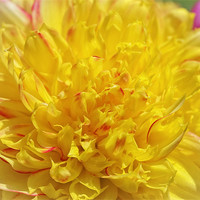 Buy canvas prints of Yellow Mum by Mary Lane