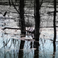Buy canvas prints of The Swamp by Mary Lane