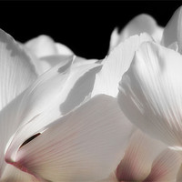 Buy canvas prints of White Cyclamen by Mary Lane