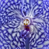 Buy canvas prints of Blue Orchid by Mary Lane