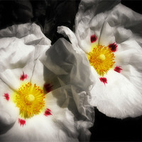 Buy canvas prints of Rock Rose by Mary Lane
