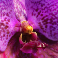 Buy canvas prints of Pink Orchid by Mary Lane