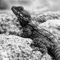 Buy canvas prints of Lizard by Mary Lane