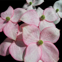 Buy canvas prints of Flowering Dogwood by Mary Lane