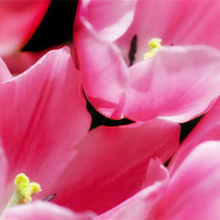 Buy canvas prints of Pink Tulips by Mary Lane
