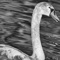 Buy canvas prints of Juvenile Swan by Mary Lane