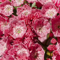 Buy canvas prints of Mountain Laurel by Mary Lane