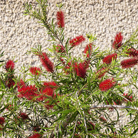 Buy canvas prints of Bottle Brush Tree by Mary Lane