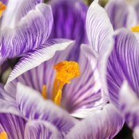 Buy canvas prints of Crocus Garden by Mary Lane