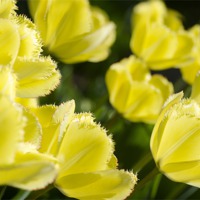 Buy canvas prints of Frilly Tulips by Mary Lane