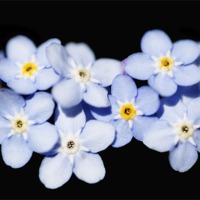 Buy canvas prints of Forget Me Not by Mary Lane