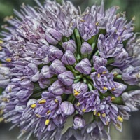 Buy canvas prints of Chive by Mary Lane