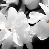 Buy canvas prints of White Magnolia by Mary Lane