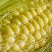 Buy canvas prints of Corn by Mary Lane