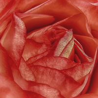 Buy canvas prints of Coral Rose by Mary Lane