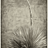Buy canvas prints of Agave and Adobe by Mary Lane