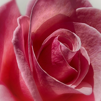 Buy canvas prints of Rose by Mary Lane