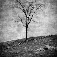 Buy canvas prints of Lonesome Tree by Mary Lane