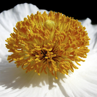 Buy canvas prints of White Poppy by Mary Lane