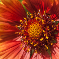 Buy canvas prints of Blanket Flower by Mary Lane