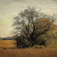 Buy canvas prints of Fall Field by Mary Lane