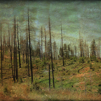 Buy canvas prints of Burnt Forest by Mary Lane