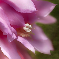 Buy canvas prints of Orchid Cactus by Mary Lane