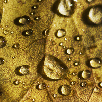 Buy canvas prints of Droplets on Beech by Mary Lane