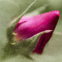 Buy canvas prints of Rosebud by Mary Lane