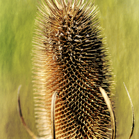 Buy canvas prints of Thistle by Mary Lane