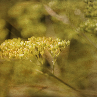 Buy canvas prints of Dill by Mary Lane