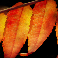 Buy canvas prints of Sumac Leaves by Mary Lane