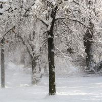 Buy canvas prints of Winter by Mary Lane