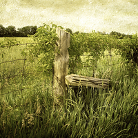 Buy canvas prints of Field by Mary Lane