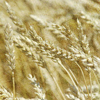 Buy canvas prints of Wheat by Mary Lane