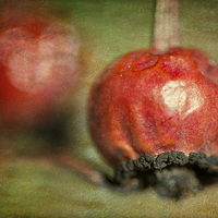 Buy canvas prints of Rose Hips by Mary Lane