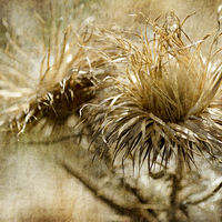 Buy canvas prints of Thistles by Mary Lane