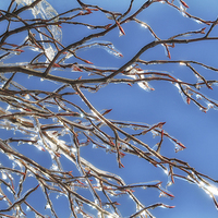 Buy canvas prints of Frozen Branches by Mary Lane