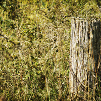 Buy canvas prints of Fence Post by Mary Lane